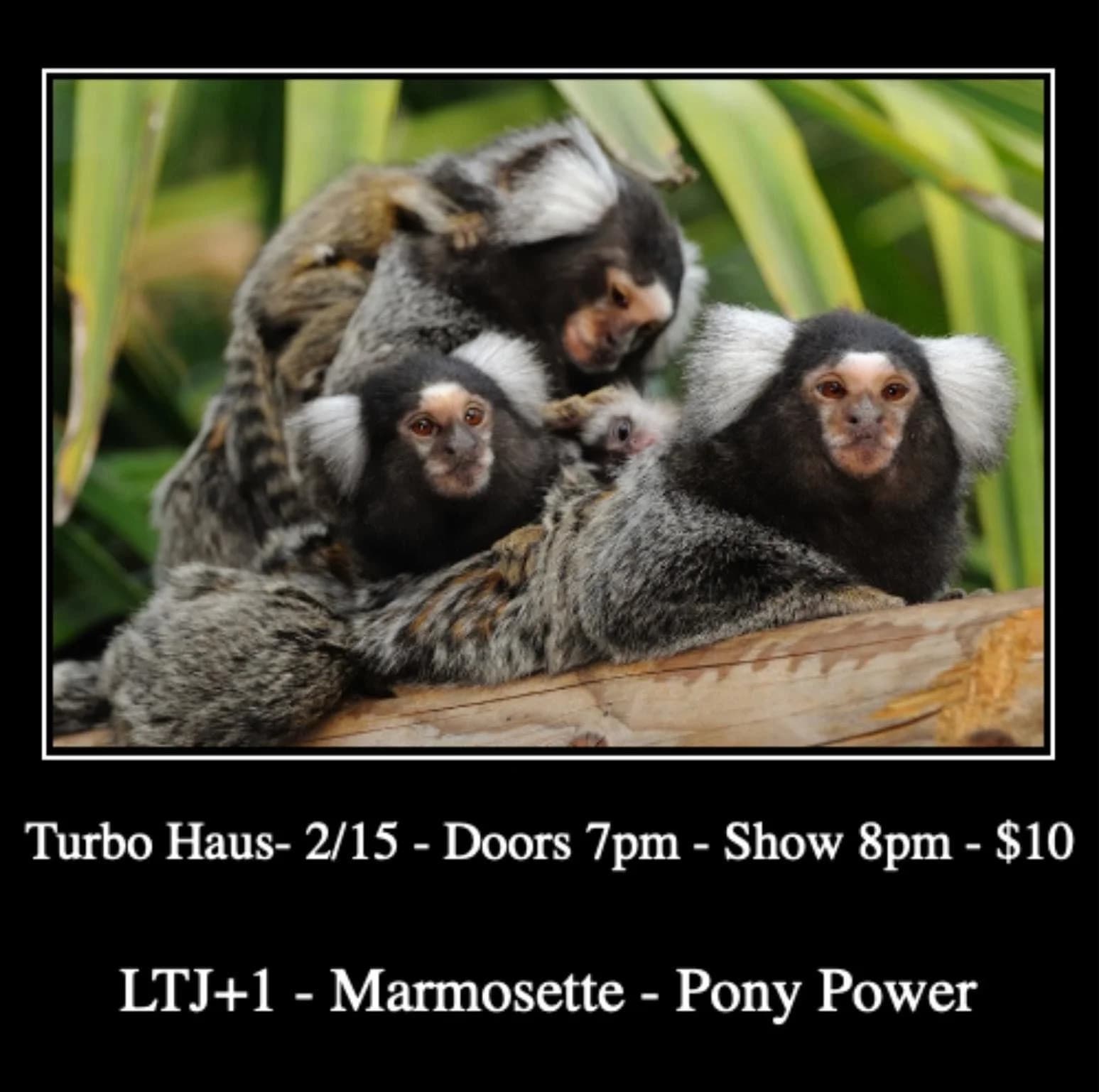 LTJ + Marmosette + Pony Power
